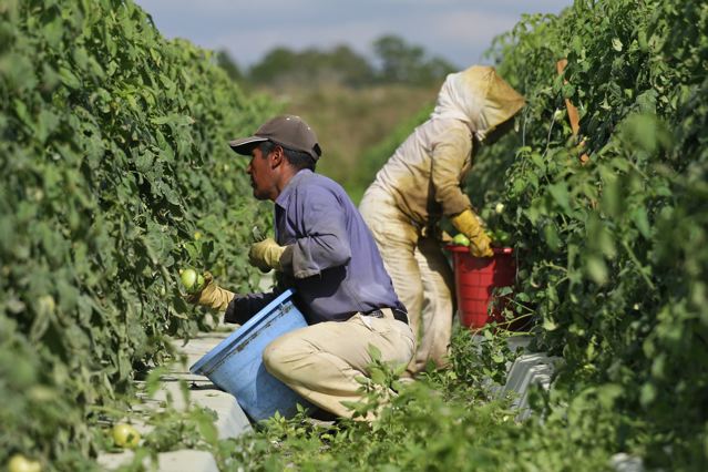 Colhedores de vegetais Suspensão da imigração por Trump exclui trabalhadores temporários
